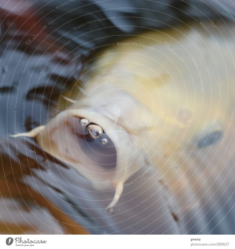 koi Environment Nature Animal 1 Brown Yellow Fish Muzzle Open Air bubble Water Pond Colour photo Exterior shot Deserted Copy Space top Day Blur
