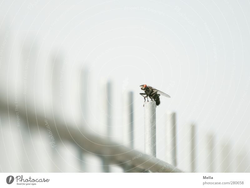 starting position Environment Animal Fly Insect 1 Rod Grating Fence Metal Crouch Sit Bright Small Gray Equal Break Colour photo Exterior shot Deserted