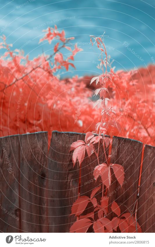 Infrared leaves near lumber fence Leaf Fence Street Suburb Plant Linz (Danube) Austria Town Enclosure Wood Timber Delicate Fragile Natural Organic Bushes