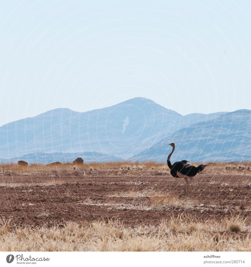 defector Environment Nature Landscape Animal Wild animal Bird 1 Running Speed Athletic Ostrich Wilderness Desert Hill Mountain Steppe Dry Drought Namib desert
