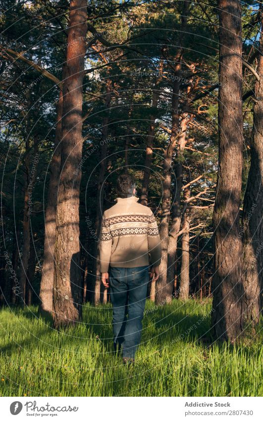 Young man in the woods enjoying a sunny afternoon Man Grass Park Forest pines Spring Lifestyle Day Nature Green Human being Background picture Sun Serene