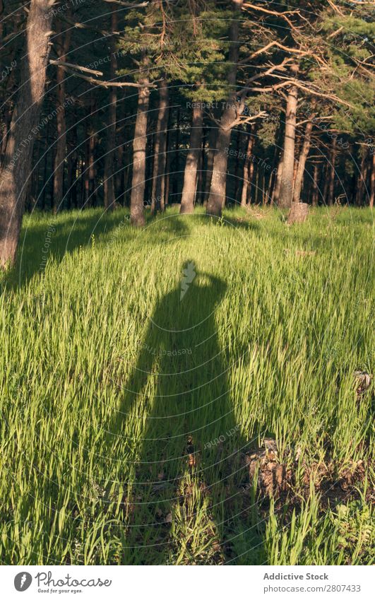 Shadow man on grass Man Long Grass Human being Green Conceptual design Silhouette Nature Background picture Light Cast Bright Image Landscape Exterior shot