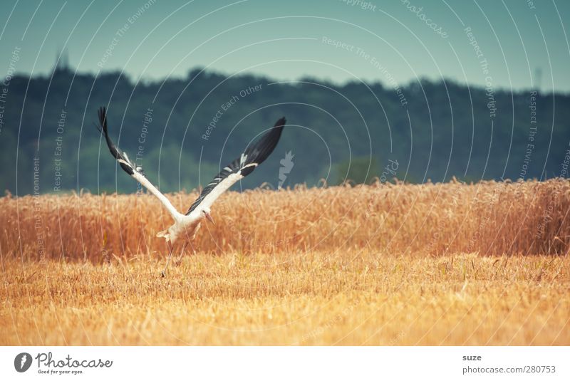 me, nevertheless... Happy Environment Nature Landscape Animal Sky Summer Beautiful weather Field Bird Wing Sign Flying Blue Yellow Hope Desire Stork Feather