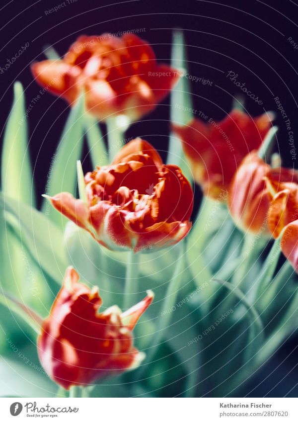 red flowers decorative bouquet of flowers Nature Plant Spring Summer Autumn Winter Flower Tulip Leaf Blossom Bouquet Blossoming Illuminate Esthetic Beautiful