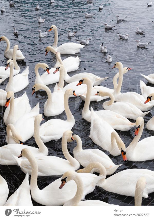 Large group of white swans and seagulls Nature Animal Water Pond Lake Wild animal Bird Swan Wing Group of animals Swimming & Bathing Beautiful Blue Gray White