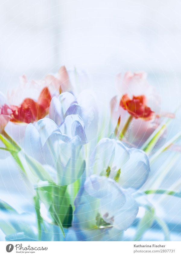 flowers red white spring bouquet of flowers Art Nature Plant Spring Summer Autumn Winter Flower Tulip Leaf Blossom Bouquet Blossoming Illuminate Esthetic