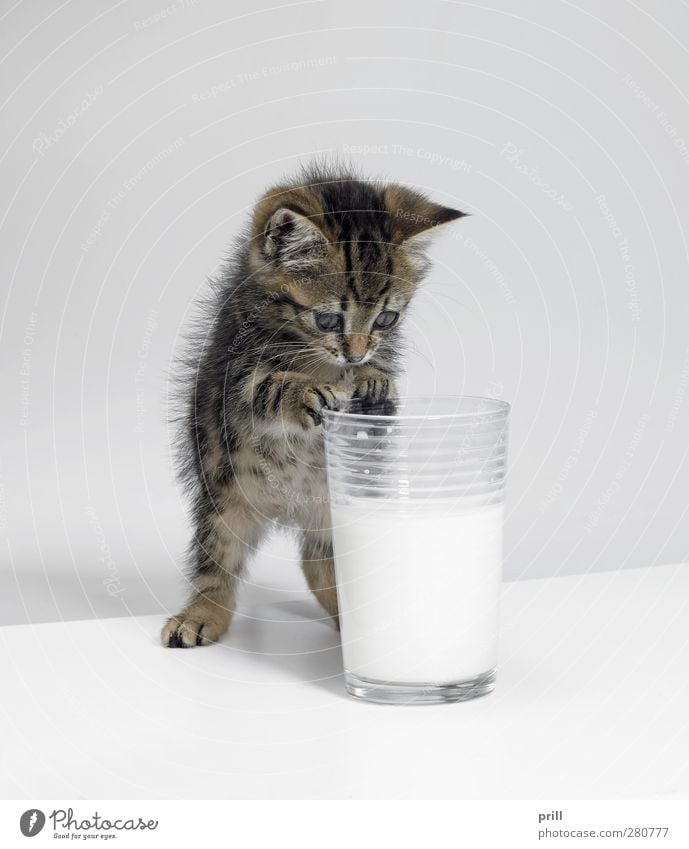 small kitten and a glass of milk Food Dairy Products Nutrition Beverage Milk Joy Playing Animal Pet Cat 1 Baby animal Touch Discover Stand Simple Small Funny