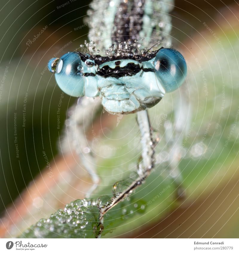 Morning Dew - Dragonfly Wild animal Animal face 1 Hunting Idyll Macro (Extreme close-up) Colour photo Exterior shot Reflection Shallow depth of field