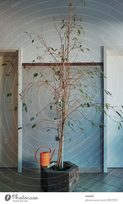 water from time to time Plant Pot plant Wall (barrier) Wall (building) Door Watering can Plastic Stand Growth Gloomy Orange Sparse Colour photo Interior shot