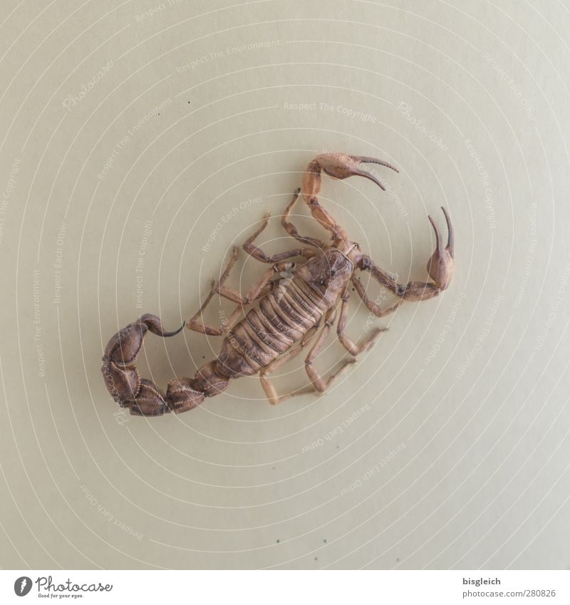 scorpion Scorpion 1 Animal Brown Poison Legs Claw Spine Colour photo Subdued colour Interior shot Deserted Neutral Background Artificial light
