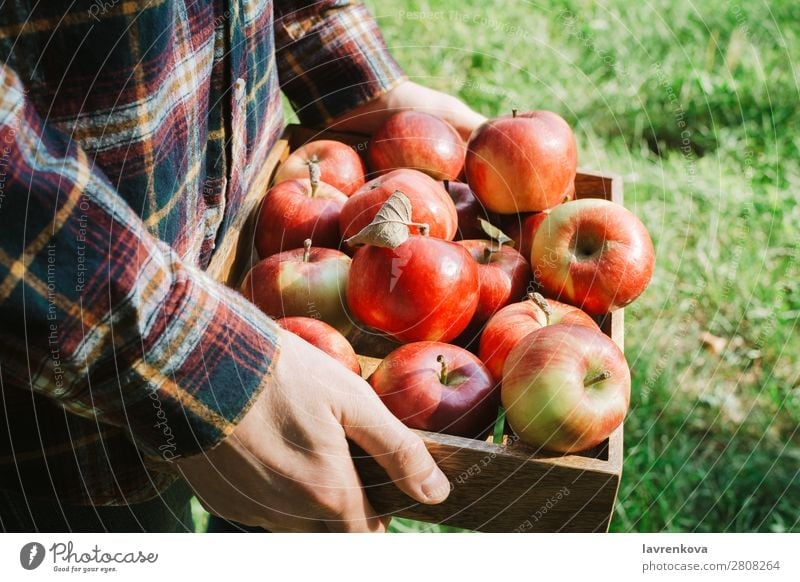 Man in plaid shirt holding wooden box with organic apples Apple Pick Faceless Grass Autumn Hand Vegetarian diet Diet Agriculture Harvest Farmer Checkered Tray