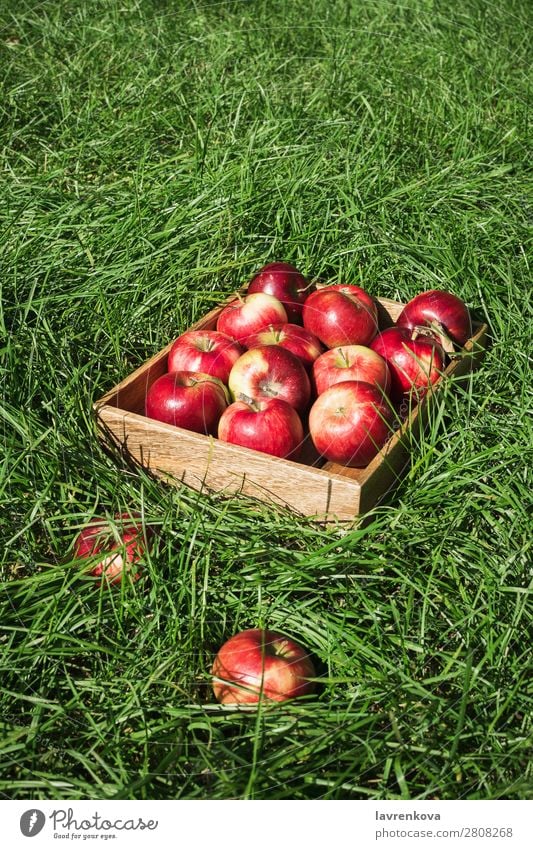 Flatlay with fresh ripe red apples in wooden box Seasons Summer Autumn Apple flat lay Grass Wood Box Farmer Mature Colour Fresh Exterior shot Diet Fruit
