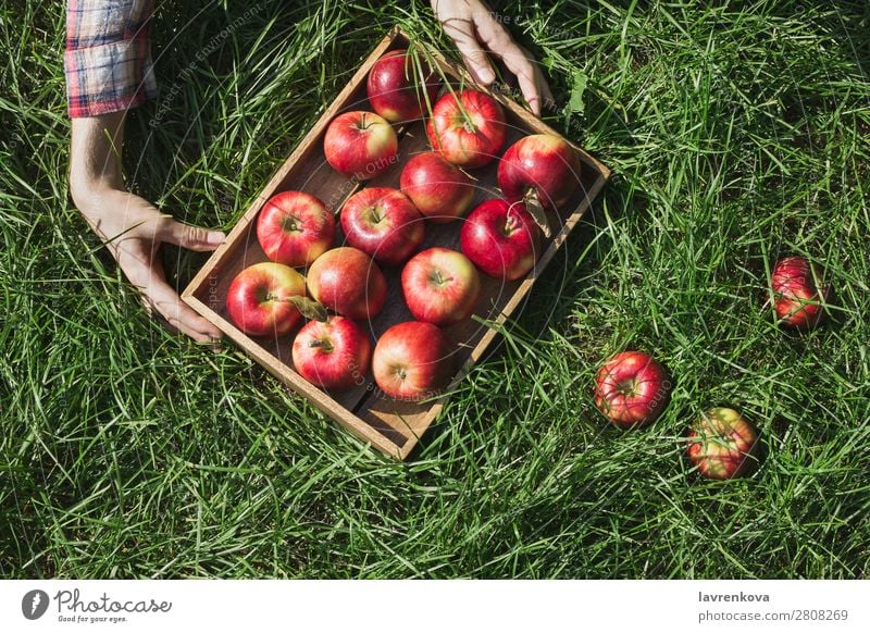 Woman's hands holding wooden box with red apples Farm Apple Box Wood Hold Hand Checkered Autumn Sun Plant Harvest Fresh Juicy Organic Agriculture Seasons Garden