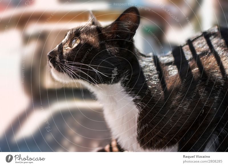 Profile of a black and white cat Animal Cat 1 Observe Glittering Looking Illuminate Dark Under Black White Attentive Independence Colour photo Exterior shot