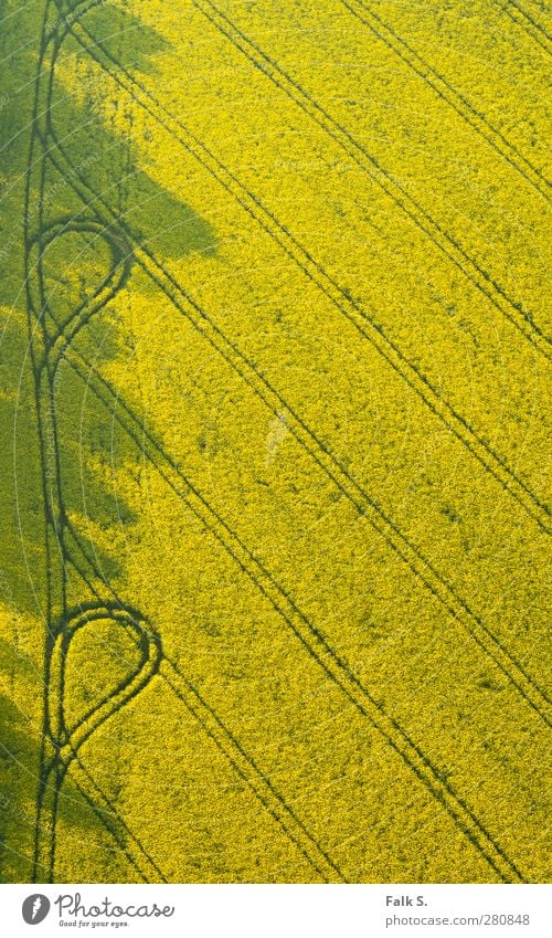 [Rape]ody with loops Environment Plant Sunlight Spring Canola Field Agriculture Tracks Lanes & trails Simple Infinity Warmth Yellow Warm-heartedness Calm