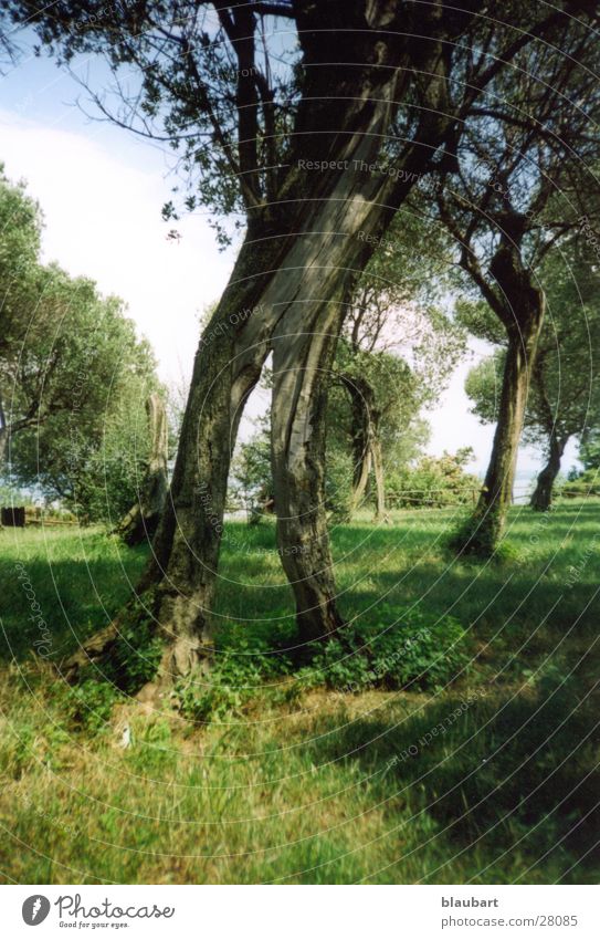 Find the mouse Tree Green Search Italy Garda Sirmione olive trees