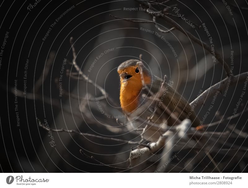 Singing robin Nature Animal Sunlight Beautiful weather Tree Twigs and branches Wild animal Bird Animal face Wing Robin redbreast Beak Eyes Feather 1 Observe