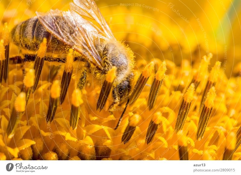 Honey bee covered with yellow pollen collecting sunflower nectar Summer Environment Nature Animal Sun Spring Climate Climate change Weather Beautiful weather