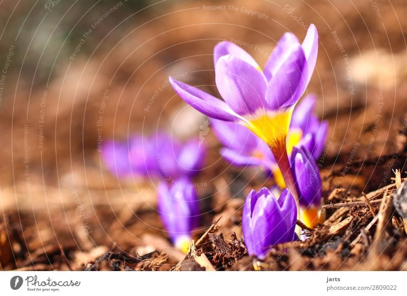 spring Nature Plant Spring Beautiful weather Flower Blossom Garden Park Blossoming Fresh Natural New Yellow Violet Spring fever Anticipation Crocus Small