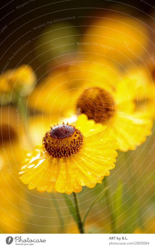 sun bride Nature Spring Summer Plant Flower Blossom Garden Moody Protection Warm-heartedness Colour photo Exterior shot Detail Copy Space top Morning Day Blur