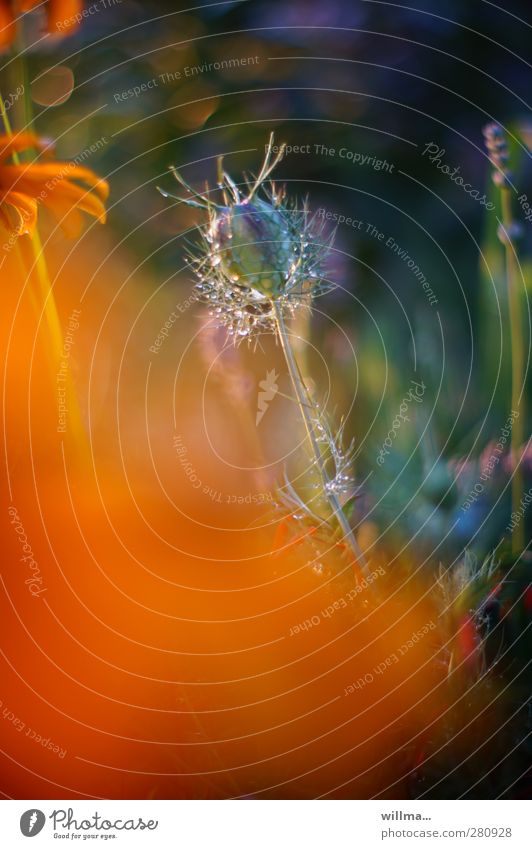 dewy seed of a maiden in the green Nature Summer Plant Flower Garden Blossoming Illuminate Orange Dew Flowerbed Dusk as fresh as a daisy Copy Space