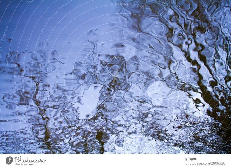 Winter water world (water mirroring) Environment Nature Water Tree Bushes Brook Authentic Exceptional Dark Fresh Uniqueness Cold Blue Black White Undulating