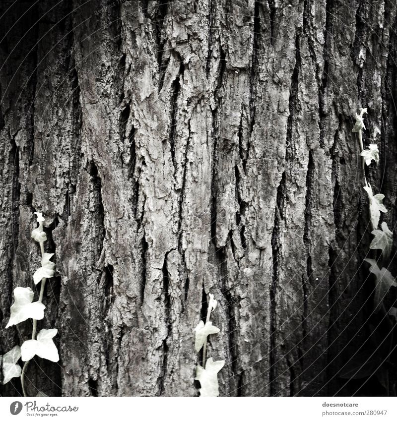 tree bark Nature Plant Old Black & white photo Tree trunk Tree bark Senior citizen Wrinkle Ivy Tendril Vignetting Structures and shapes Growth Life Age