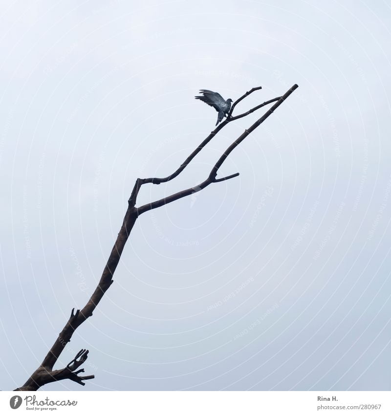 landing Sky Bad weather Animal Bird Pigeon 1 Flying Tall Natural Above Gray Beginning Movement Branch Twigs and branches Come Subdued colour Exterior shot