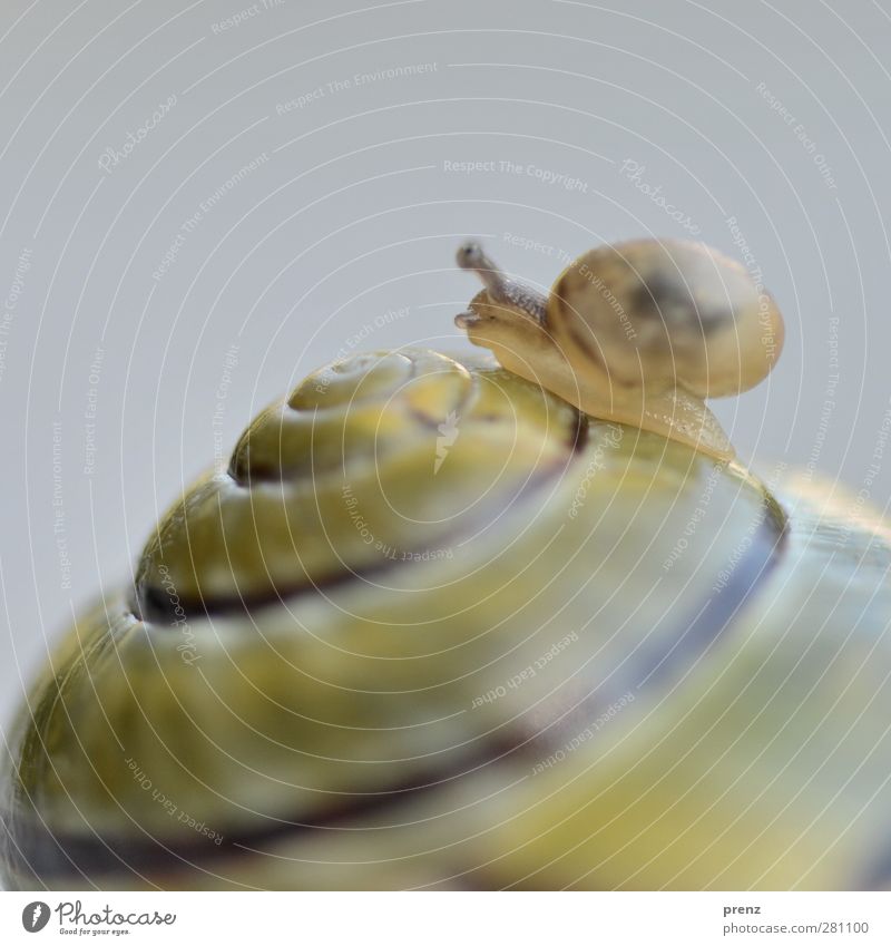 snail on snail Environment Nature Animal Wild animal Snail 2 Yellow Gray Snail shell Crawl Climbing Small Colour photo Exterior shot Deserted Copy Space top Day