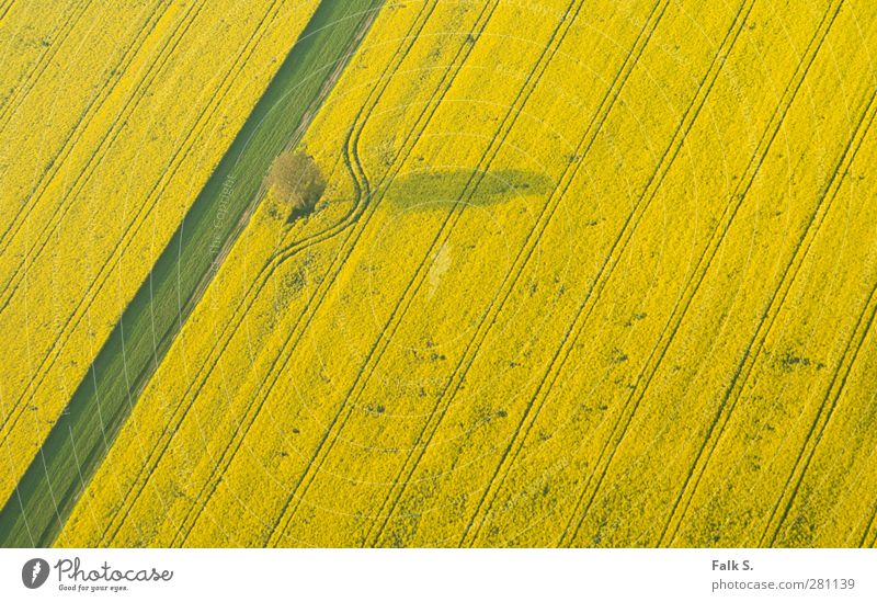 divergence Agriculture Forestry Environment Plant Spring Beautiful weather Tree Grass Agricultural crop Canola Field Line Arch Esthetic Infinity Warmth Yellow