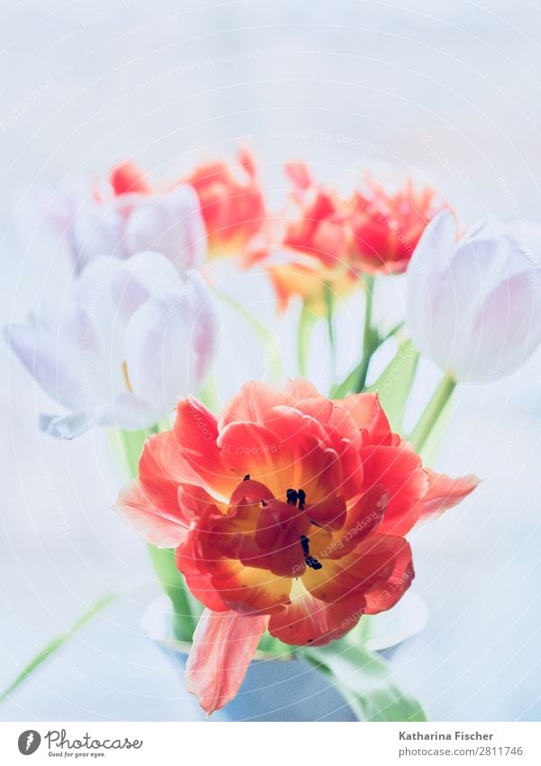 Red and white flowers Tulip species Bouquet of flowers Art Nature Plant Spring Summer Autumn Winter Flower Leaf Blossom Blossoming Illuminate Growth Esthetic