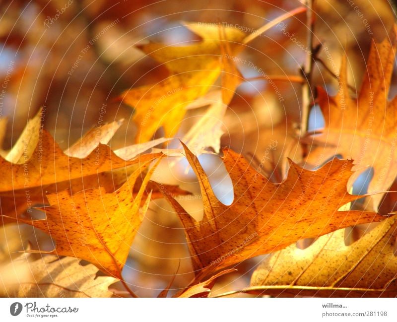 Autumn leaves in soft herb light Beautiful weather Leaf Oak tree Oak leaf red oak Illuminate Brown Yellow Gold Orange Autumnal Autumnal colours Leaf canopy