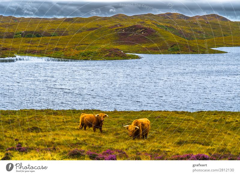 Highland cattle in picturesque landscape in Scotland Cattle Bull Farm Farmer Pelt Great Britain Heather family Herd Highlands Antlers Cow Coast Rural Landscape