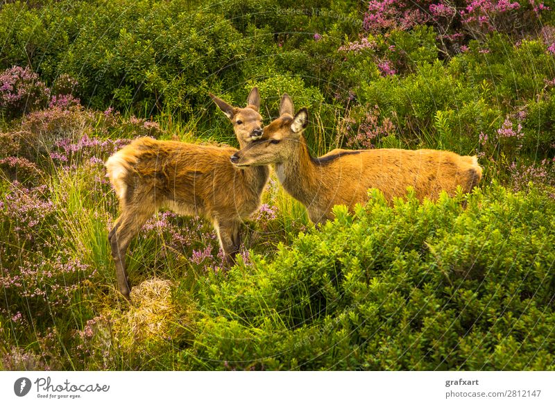 Deer cow cuddles tenderly with calf in picturesque landscape Baby Parents Emotions upbringing Family & Relations Great Britain Highlands Hind Hunting Calf