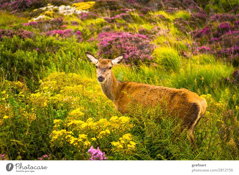Deer cow in the Highlands of Scotland biodiversity Flower Great Britain habitat Heather family Hind Hunting Landscape Picturesque Sustainability Nature