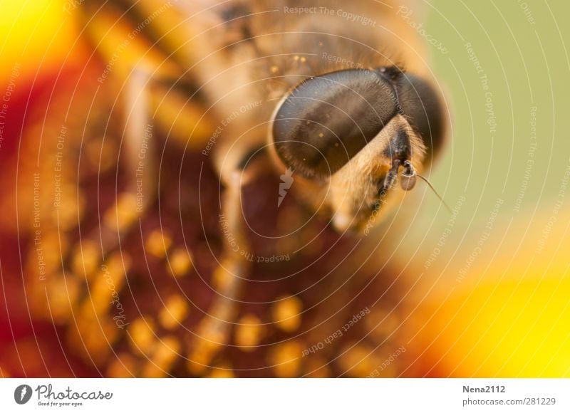 eyeball to eyeball Environment Nature Plant Animal Summer Beautiful weather Flower Blossom Meadow Fly Bee 1 Brown Yellow Gold Orange Eyes Compound eye