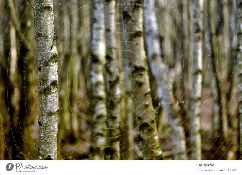 birches Environment Nature Landscape Plant Tree Birch tree Birch wood Birch bark Forest Growth Esthetic Natural Beautiful Moody Colour photo Exterior shot