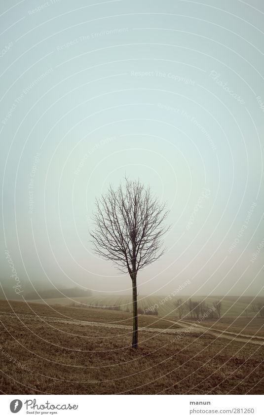 befuddled Nature Landscape Sky Autumn Winter Fog Tree Autumnal Autumnal weather Autumnal landscape Meadow Field Authentic Cold Natural Gloomy Calm Loneliness