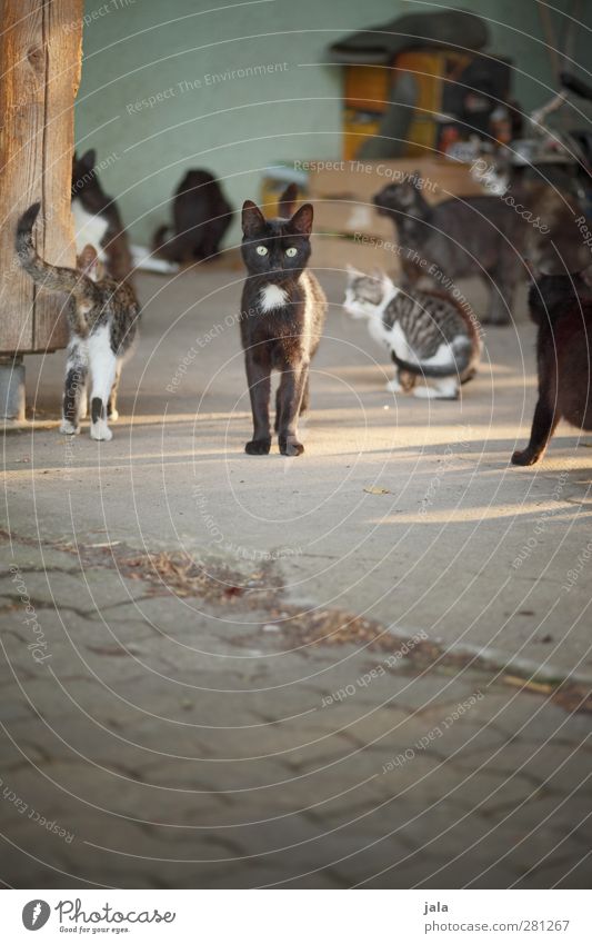 inquisitiveness Animal Pet Cat Group of animals Looking Courtyard Colour photo Exterior shot Deserted Copy Space bottom Day Looking into the camera Forward