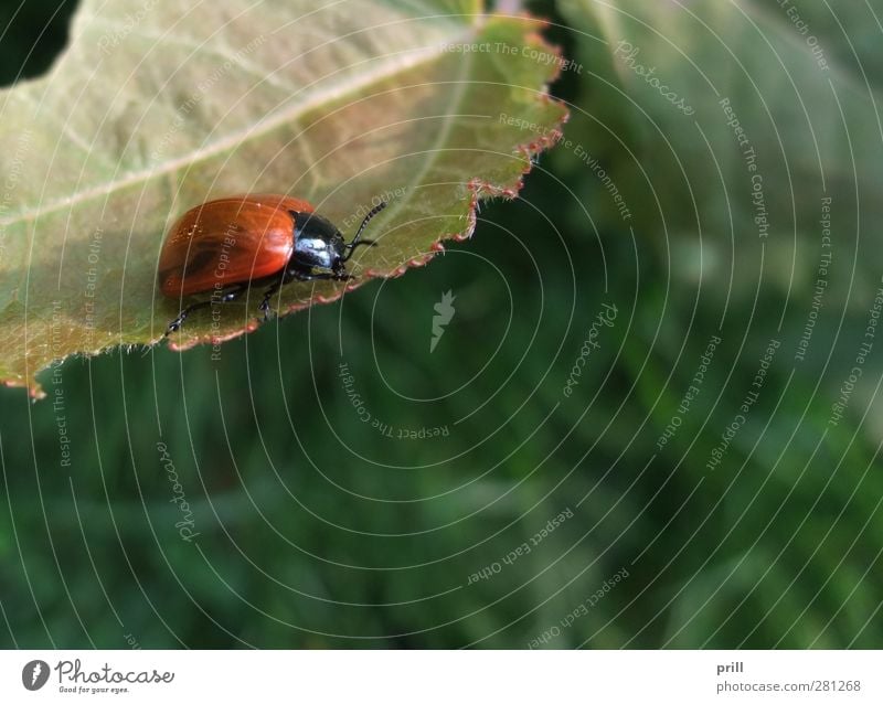 Leaf beetle at summer time Environment Nature Animal Bushes Wild animal Beetle Red Environmental protection poplar leaf beetle single animal Articulate animals