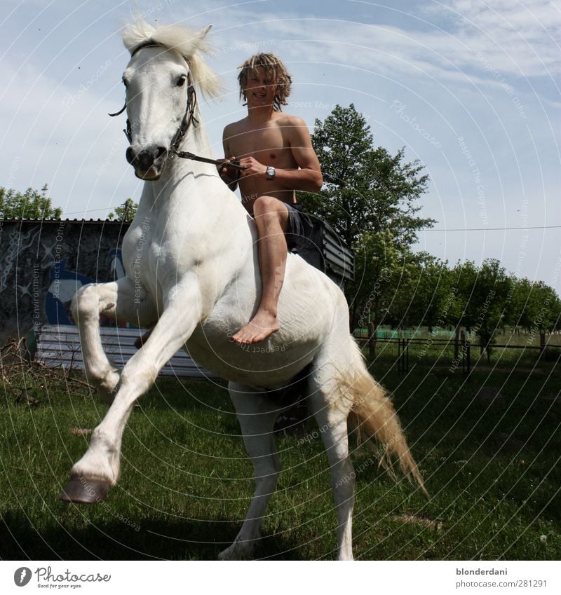 the grey rider! Beautiful Equestrian sports Masculine Young man Youth (Young adults) Body 1 Human being 18 - 30 years Adults Horse Animal Fantastic Happy