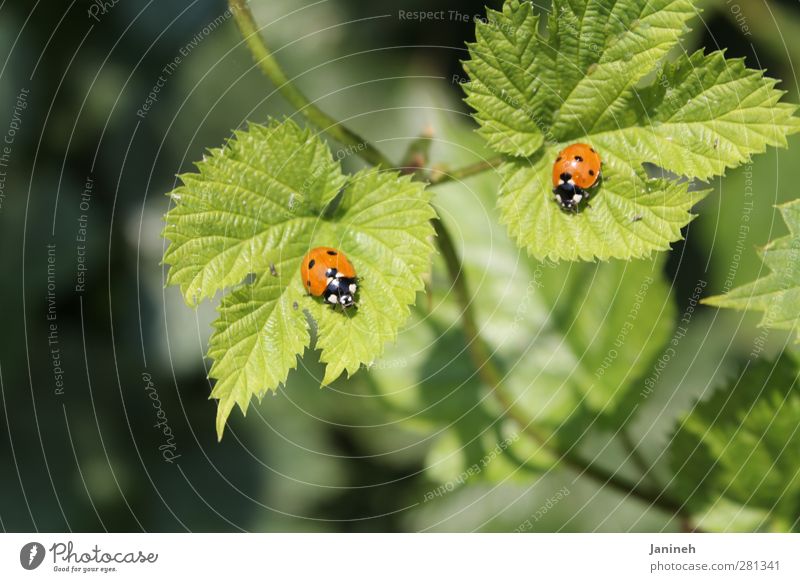 twins Animal Spring Plant Leaf Beetle 2 Pair of animals Spring fever Colour photo Exterior shot Day Shallow depth of field