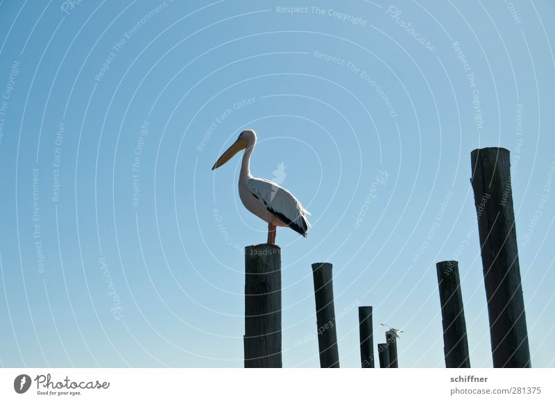 PlaceHolder Sky Cloudless sky Animal Wild animal Bird 1 Stand Pelican Tree trunk Wooden stake Overview Review Walvis bay Namibia Individual Exterior shot