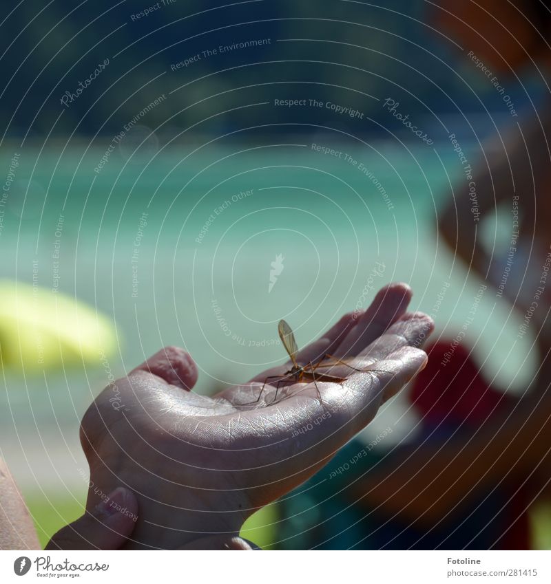 lifesavers Human being Child Skin Hand Fingers Environment Nature Animal Elements Water Summer Lakeside Wild animal Wing Bright Natural Warmth Insect Crane fly