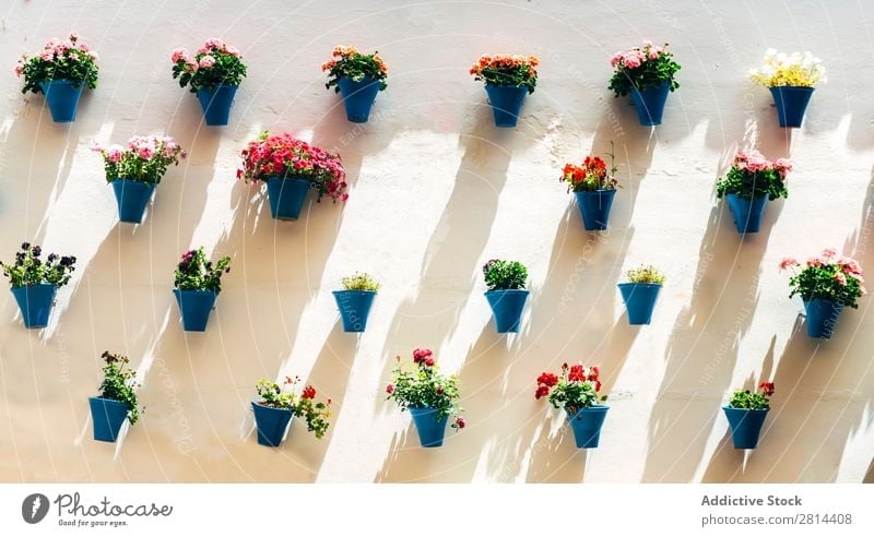 Flowerpots and colorful flower on a white wall, in Cordoba, Spain Wall (building) Garden Exterior shot Green Vacation & Travel Historic Old Village Tradition