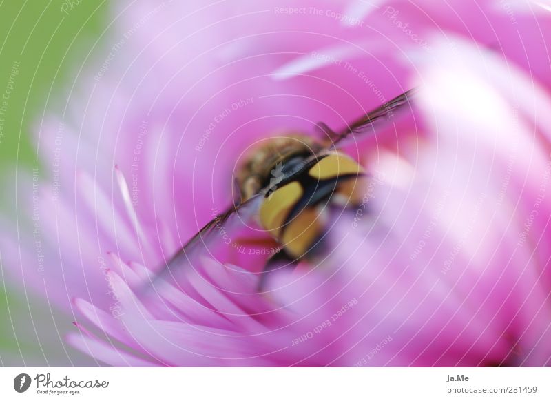 Painted by nature... Nature Plant Flower Blossom Garden Animal Wild animal Wing Insect Hover fly Dipterous 1 Blossoming Esthetic Natural Colour photo