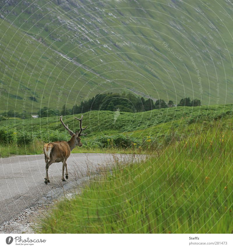 Crooked things | No desire to shoot Scotland stag Buck Red deer Summer in Scotland Nordic Nordic romanticism green hills Scottish Scottish summer Freedom