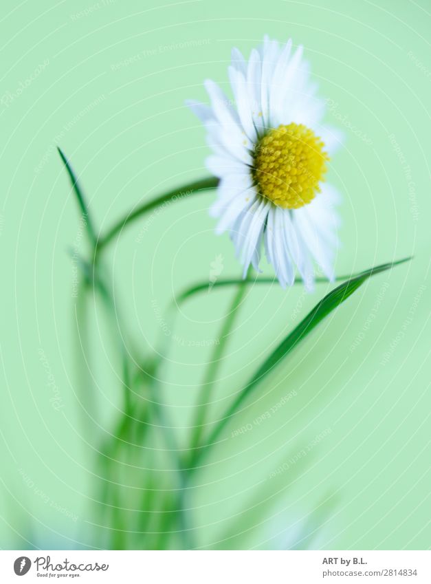 daisies Nature Plant Spring Summer Flower Grass Moody Desire Caution Calm Self Control Esthetic Energy Experience Freedom Contentment Hope Idyll Colour photo