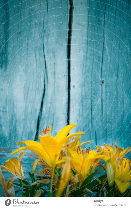 Yellow lilies in front of blue painted board wall. National colors of Ukraine Summer Lily Lily blossom Blue-yellow Blossoming Fragrance Illuminate Esthetic