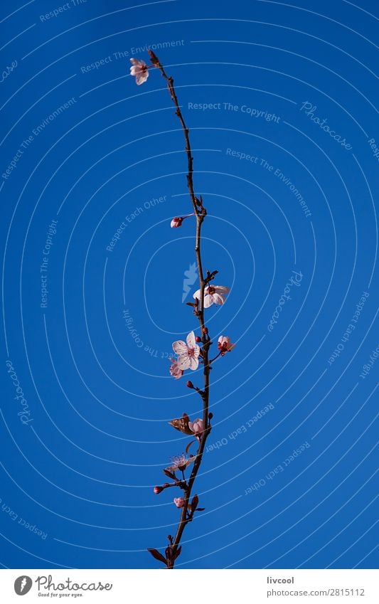 cherry branch Lifestyle Happy Sun Nature Plant Elements Sky Spring Climate Weather Tree Flower Blossom Authentic Blue Pink White cherry bossom Cherry Seasons